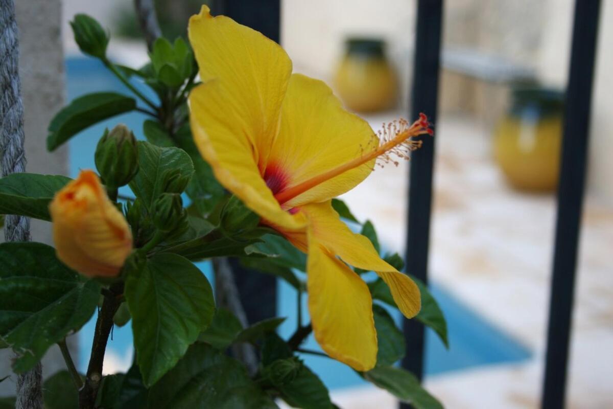 Maison Pelissier Bed And Breakfast With Sweeming Pool Cuxac-d'Aude Екстер'єр фото